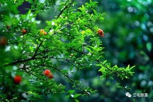 都市爆料石榴树视频下载,揭秘石榴树视频下载背后的秘密  第1张